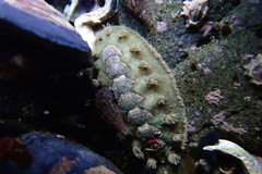 Acanthochitona zelandica