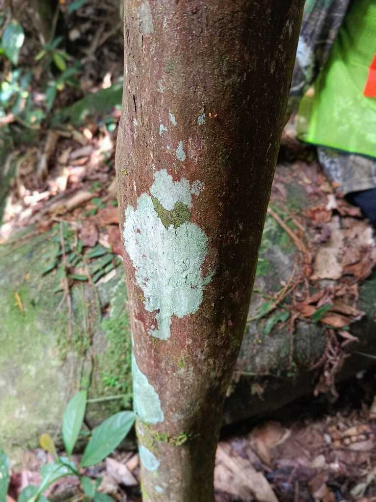 Bi (Eusideroxylon zwageri)