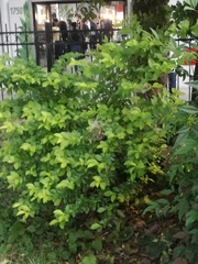 Angiospermae