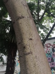 Ceiba