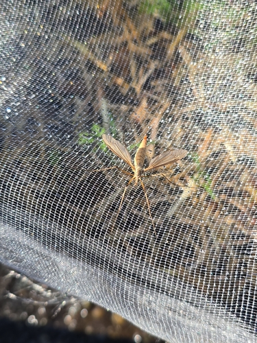 Unknown species found near Oak Harbor