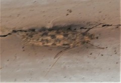 Lindera tessellatella