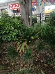 Angiospermae