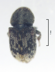 Chaetoptelius mundulus