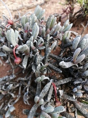 Brianhuntleya intrusa