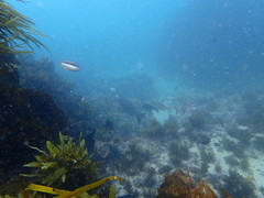 Girella elevata