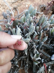 Brianhuntleya intrusa