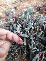 Brianhuntleya intrusa