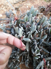 Brianhuntleya intrusa