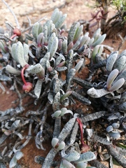 Brianhuntleya intrusa