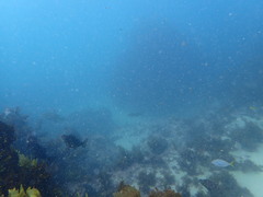 Girella elevata
