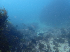 Girella elevata