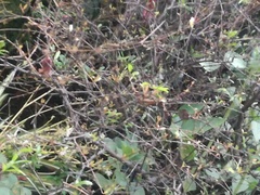 Angiospermae