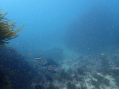 Girella elevata