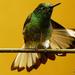Buff-tailed Coronet - Photo (c) ARALCAL by julian londono, some rights reserved (CC BY-SA)