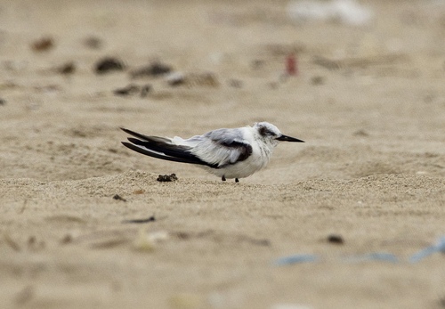 iNaturalist image