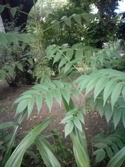 Angiospermae