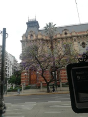 Jacaranda mimosifolia