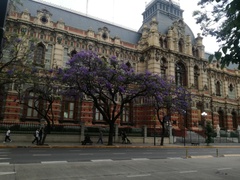 Jacaranda mimosifolia