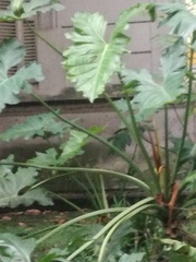 Angiospermae