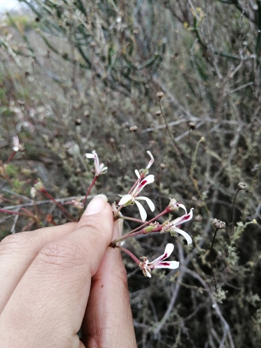 Southernwood-leaved pel (Pelargonium abrotanifolium)