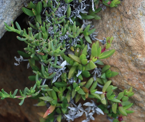Redstem Tentfig (Ruschia rubricaulis)