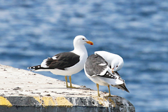 Larus dominicanus