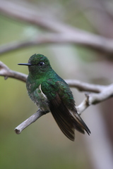 Buff-Tailed Coronet photo 5
