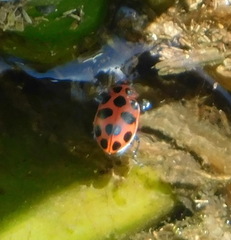 Coleomegilla maculata