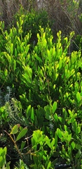 Acacia longifolia sophorae