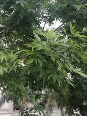 Angiospermae