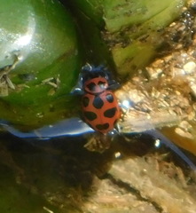 Coleomegilla maculata
