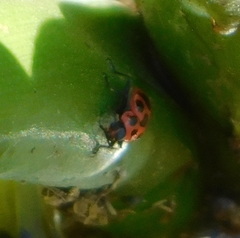 Coleomegilla maculata