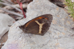 Pyronia bathseba
