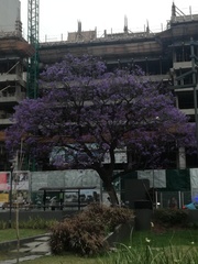 Jacaranda mimosifolia