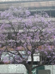 Jacaranda mimosifolia