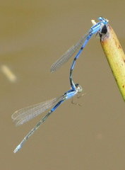 Enallagma semicirculare