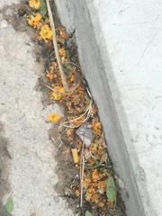 Tipuana tipu