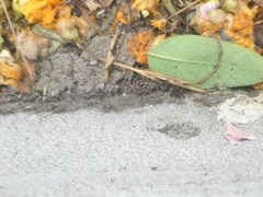 Tipuana tipu