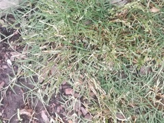 Poaceae