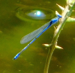 Enallagma semicirculare