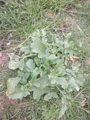 Angiospermae
