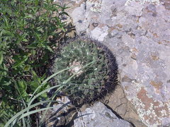 Mammillaria melanocentra melanocentra