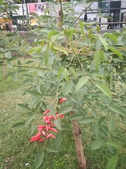 Erythrina crista-galli