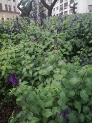 Salvia guaranitica