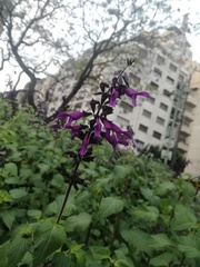 Salvia guaranitica