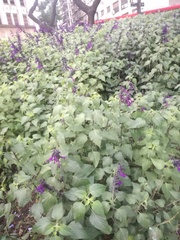 Salvia guaranitica