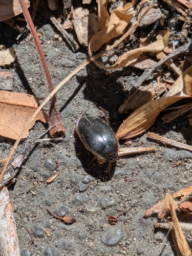 Thermonectus intermedius