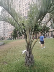Arecaceae