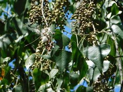 Populus mexicana dimorpha